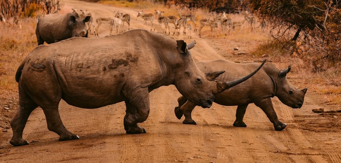 Tag: <span>Safari door avontuurlijk Kenia</span>