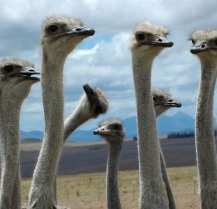 Familiereis ZUID-AFRIKA KAAPSTAD – KRUGER N.P. – 15 dagen; Van pinguïns tot de Big Five