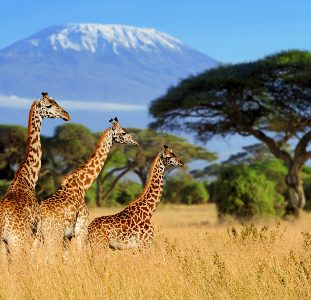 Groepsreis Kenia, Tanzania & Zanzibar; Oost-Afrika compleet