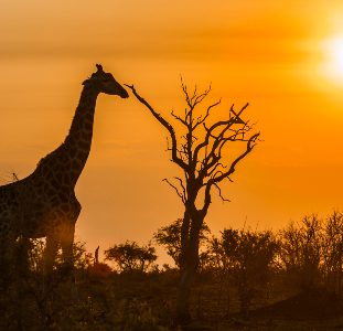 Groepsreis Zuid-Afrika Hoogtepunten – 15 dagen; Van Kaapstad naar Kruger