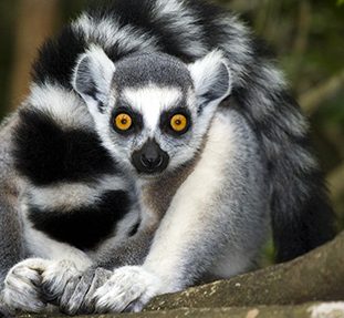 Groepsreis Madagascar Kort; Indri en ringstaartlemuur