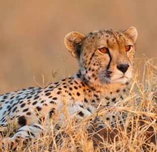 A Wildlife Adventure in Tanzania and Zanzibar