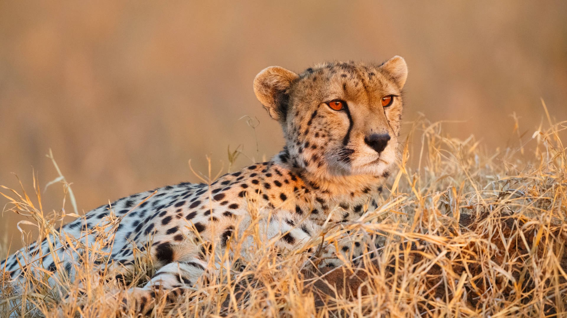 A Wildlife Adventure in Tanzania and Zanzibar