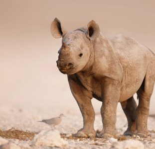 Explore Impressive Namibia