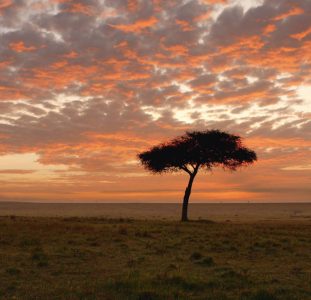 Explore the Great Nature of Kenya