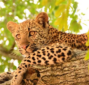 Safarireis door het oosten van Zuid-Afrika