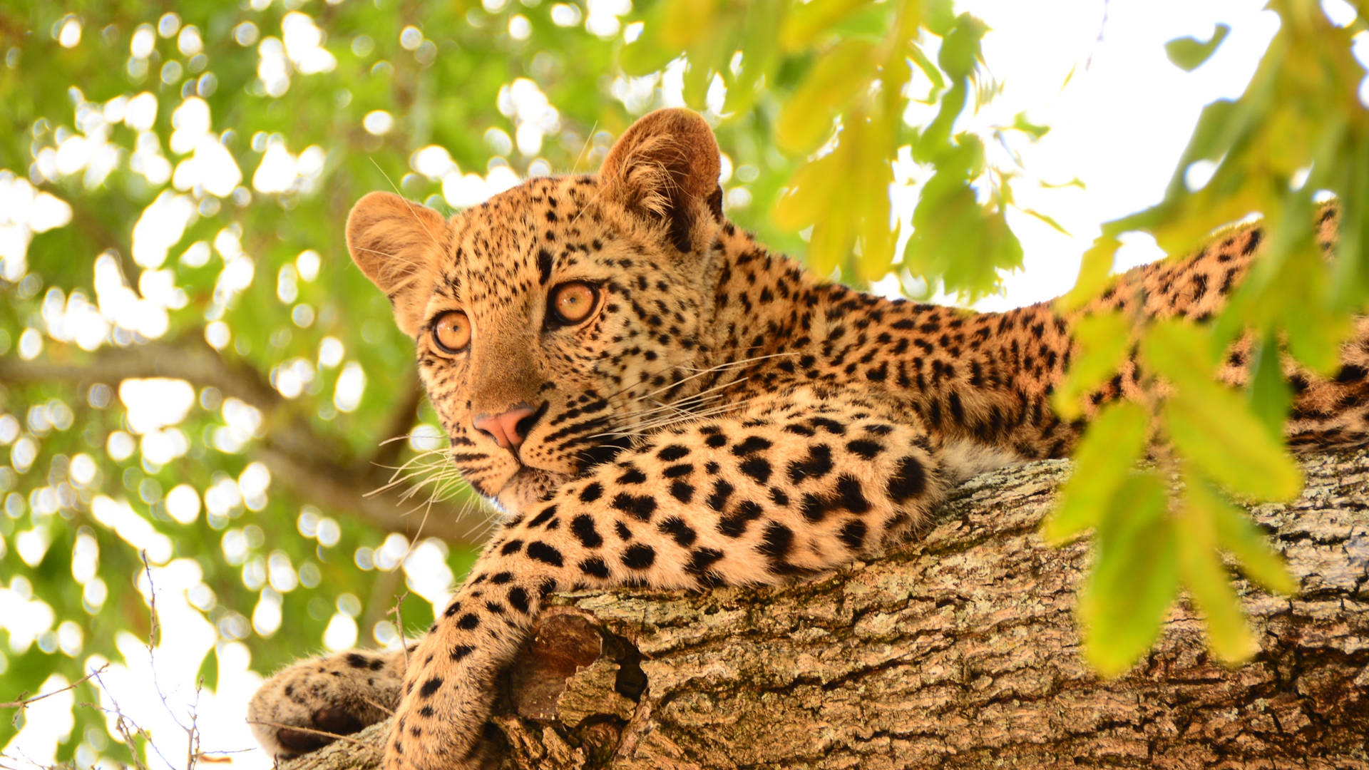 Safarireis door het oosten van Zuid-Afrika