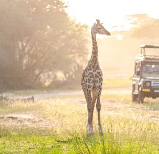 Safarireis door de wildparken van Zuid-Afrika