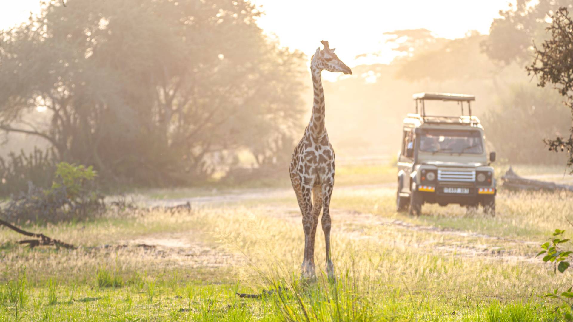Safarireis door de wildparken van Zuid-Afrika