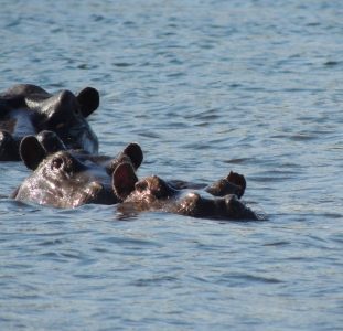 Veelzijdige safarireis door Botswana