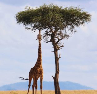 Veelzijdige safarireis door Kenia