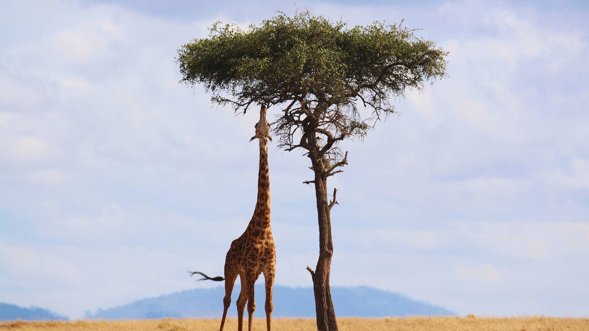 Veelzijdige safarireis door Kenia
